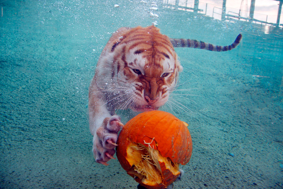 Tigre de Bengala